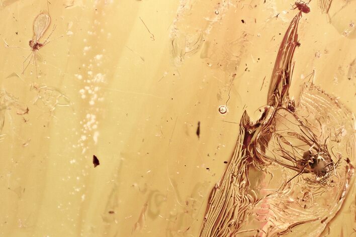 Fossil Aphid, Dark-Winged Fungus Gnat, and Gall Midge In Baltic Amber #328222